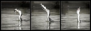 Shag catches fish