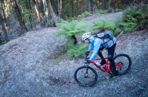 West Coast Wilderness Trail - Twist