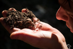black birch mountain bike - spider